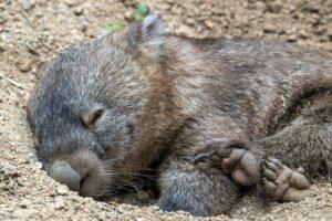 Wombat sleeping