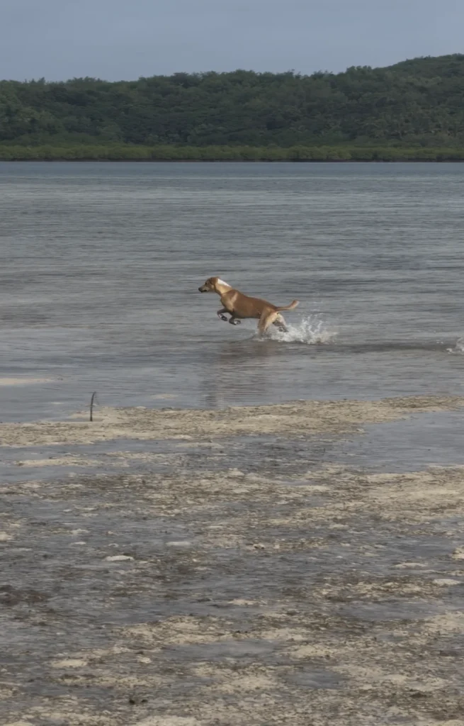 A brown and white dog joyfully runs through shallow water near a Fiji village shore, splashing as it moves, with trees and greenery visible in the distance across the water—capturing the spirit of homestay adventures.