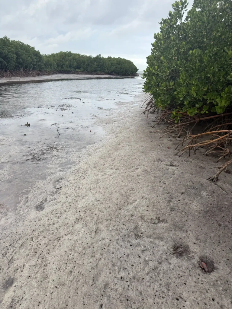 A sandy, muddy shoreline in a Fiji village, with exposed mangrove roots on the right side and dense green vegetation along a shallow, cloudy waterway under an overcast sky.